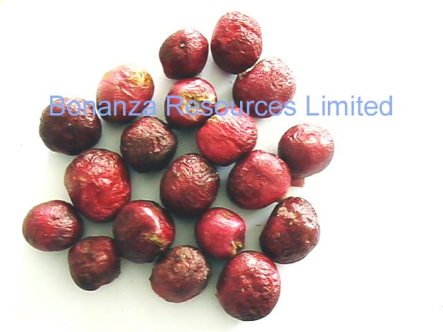 Freeze Dried-Lyophilized Sour Cherry